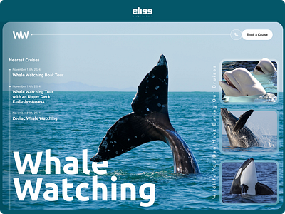 Whale Watching Landing page Concept design figma ui ui design ux design ux ui design webdesign