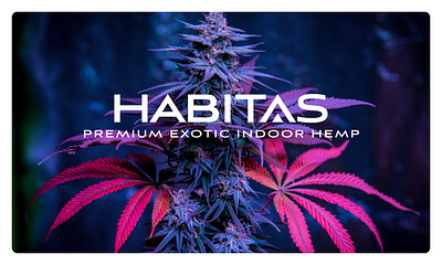 HABITAS Branding and Packaging Design branding cannabis product color theory consumer product packaging (cpg) design graphic design packaging design typography