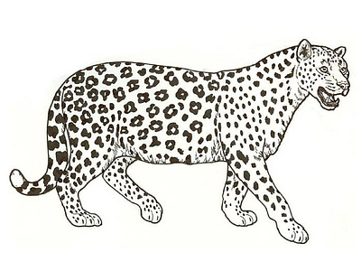 Leopard Coloring Pages 3d animation branding coloring design graphic design illustration mime motion graphics ui