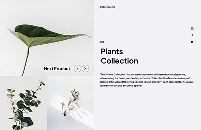 🌿 Plants Collection cleandesign minimalistdesign naturelovers plantcollection productcatalog uiuxdesign userinterface