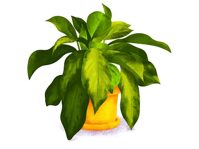 Chinese Evergreen Illustration adobe fresco botanical color digital painting green house plant houseplant illustration leafy leaves plant plant illustration potted plant texture