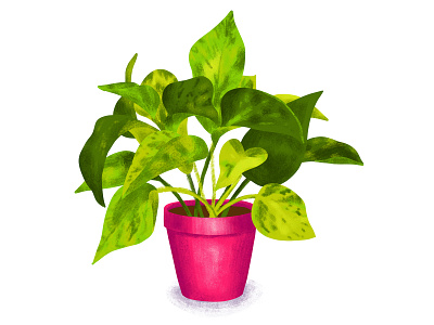 Pothos Illustration adobe fresco color digital painting green house plant houseplant illustration leaf leaves pastel brush pink plant plant lady potted plant texture