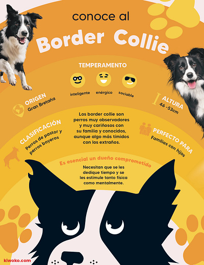 Conoce al Border Collie graphic design illustration ilustración digital