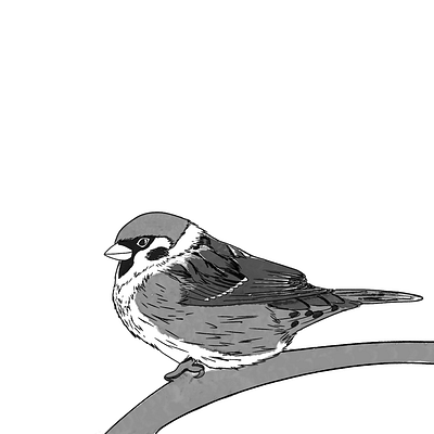 Sparrow art illustration ink procreate