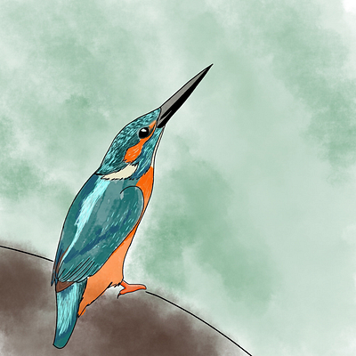 Kingfisher art illustration procreate watercolour