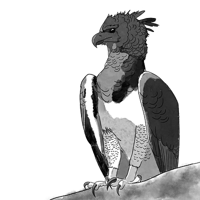 Harpy eagle art illustration ink procreate