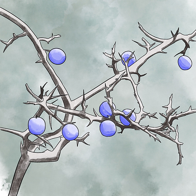 Blackthorn art illustration procreate watercolour