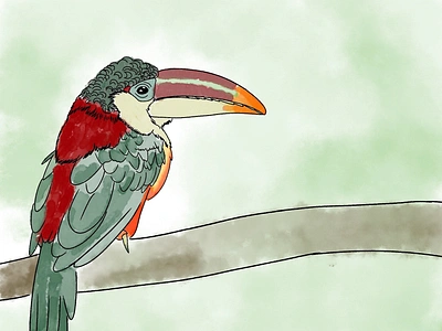 Curl-crested aracari art illustration procreate watercolour