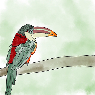 Curl-crested aracari art illustration procreate watercolour