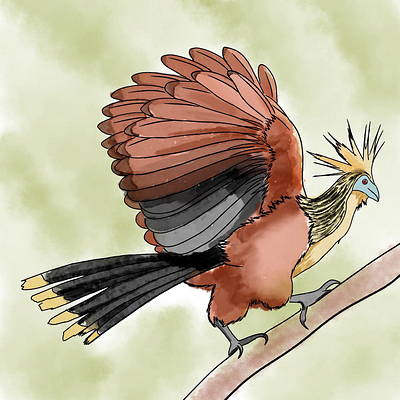 Hoatzin art illustration procreate watercolour