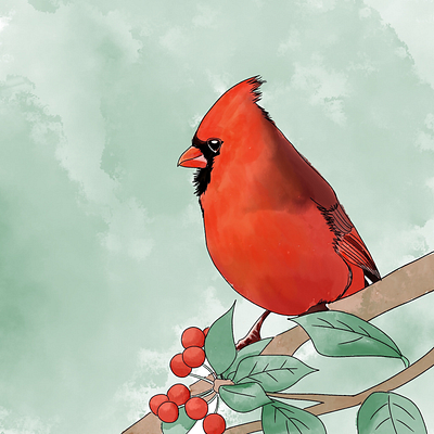 Northern cardinal art illustration procreate watercolour