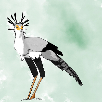 secretary bird art illustration ink procreate watercolour