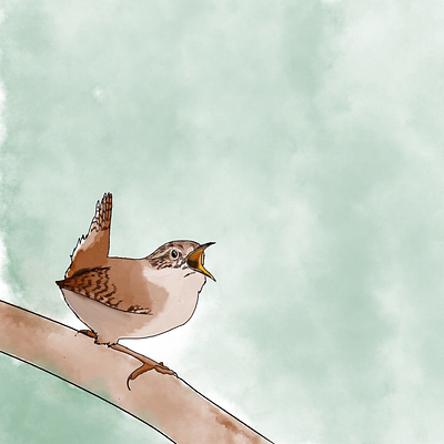 wren art illustration procreate watercolour