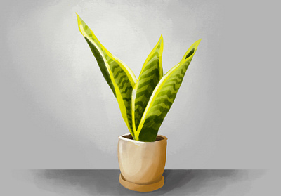 Snake Plant design illustration illustration design procreate still life vector vector design