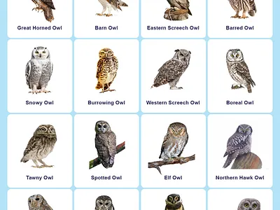 Owl Identification Guide owl owl id owl identification chart