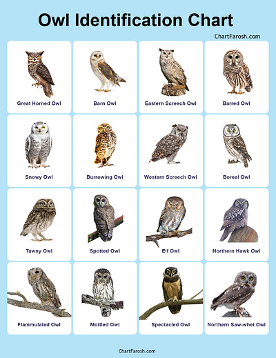 Owl Identification Guide owl owl id owl identification chart