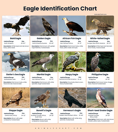Eagle identification Chart eagle identification eagle identification chart