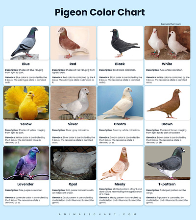 Pigeon Colors Chart pigeon color chart pigeon color chart with pictures