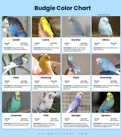 Budgie Colors Chart budgie color chart budgie color chart with pictures