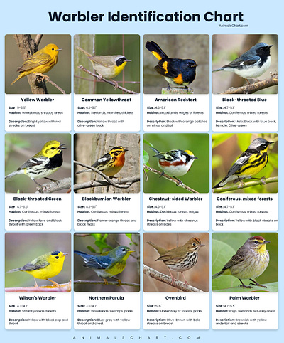 Warbler Identification Chart warbler identification chart warbler identification guide