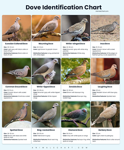 Dove identification chart dove identification dove identification chart