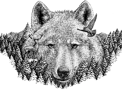 Northern wolf animal black and white engraving illustration nature scratchboard wolf woodcut