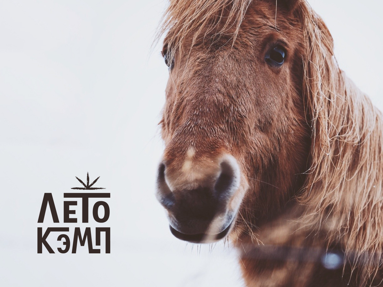 Брендинг для глэмпинга ЛетоКэмп branding illustration