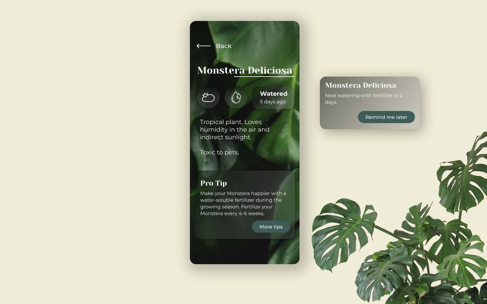 DailyUI #045 Info Card app design beginner branding dailyui design elegant info card minimalistic plant app simple ui