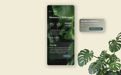 Plant Watering App Info Card app design beginner branding dailyui design elegant info card minimalistic plant app simple ui