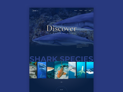 Shark Life - Explore Species Web Design animals aquarium design fishes landing page marine life sharks ui user interface ux web design website website design