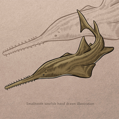 Sawfish illustration animal drawing animal illustration conservation drawing fish hand drawn illustration marine marine life ocean ocean life sawfish sea sea life smalltooth vector vector art vector illustration vintage