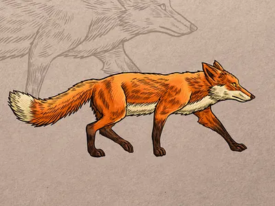 Fox hand drawn illustration animal artwork brand identity branding drawing fox hand drawn illustration key visual line art logo mascot vector vector art vector illustration vintage vintage design vintage illustration