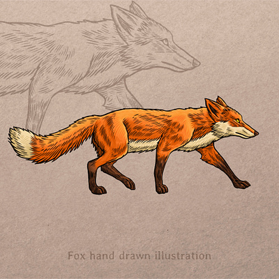 Fox hand drawn illustration animal artwork brand identity branding drawing fox hand drawn illustration key visual line art logo mascot vector vector art vector illustration vintage vintage design vintage illustration