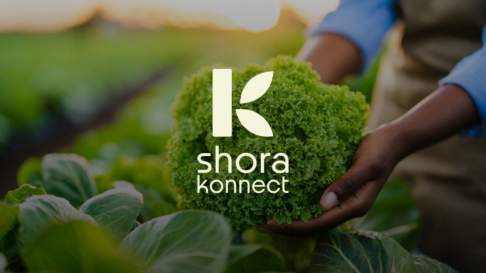 Shora Konnect - Logo Rebrand agriculture agritech brand brand redesign brand refresh brand revamp branding design farmers graphic design logo logo design new face technology