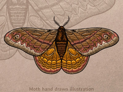 Moth illustration animal illustration butterflies butterfly butterfly illustration drawing hand drawn illustration insects insects illustration moth moth drawing moth illustration vector vector art vector illustration vintage vintage art vintage illustration