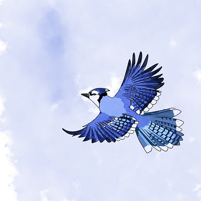 blue jay art illustration procreate watercolour