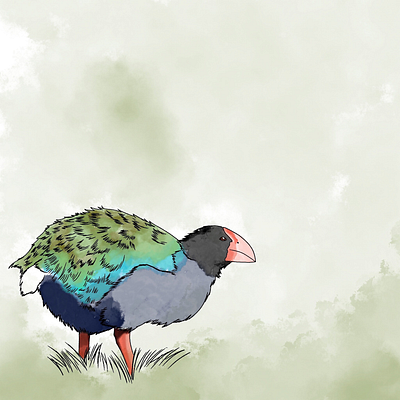 Takahē art illustration procreate watercolour