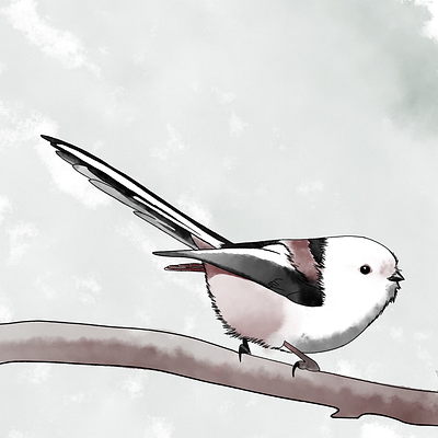 long-tailed tit art illustration procreate watercolour