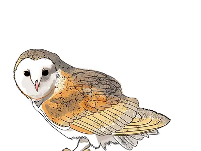 barn owl art illustration procreate watercolour