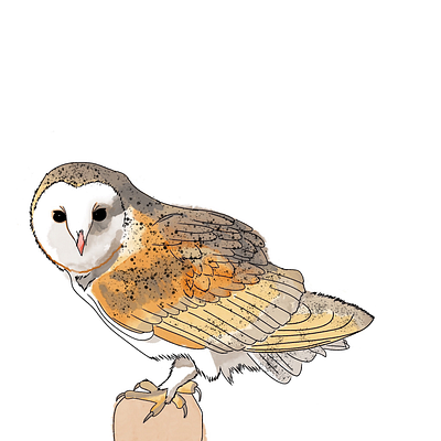 barn owl art illustration procreate watercolour