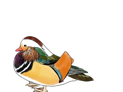 mandarin duck art illustration procreate watercolour