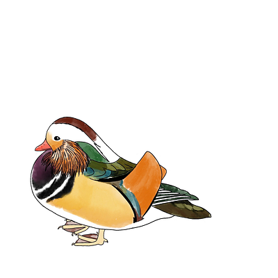 mandarin duck art illustration procreate watercolour