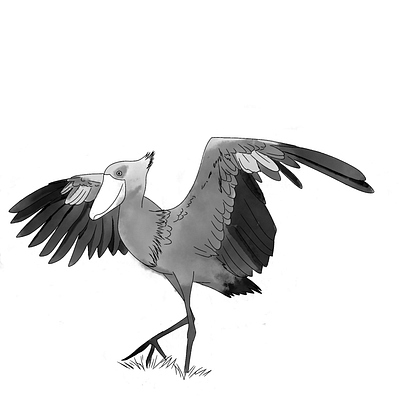 shoebill art illustration ink procreate