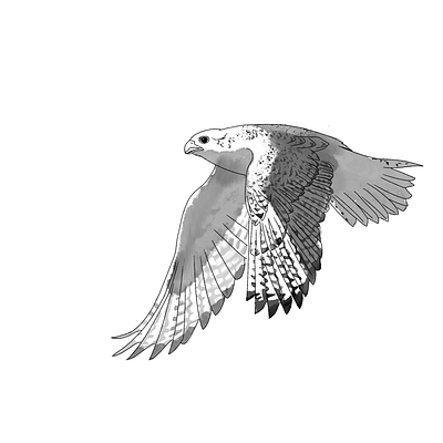 gyrfalcon art illustration ink procreate