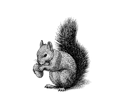 Squirrel with an acorn animal black and white engraving illustration nature scratchboard squirrel with an acorn woodcut