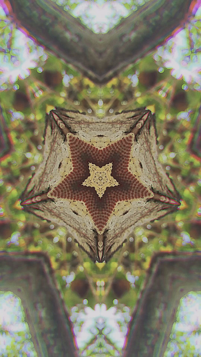 Floral Starfish - Abstract Gems 💎 abstract design flower kaleidoscope photoshop red surreal surrealism trippy video video design video designer videographer