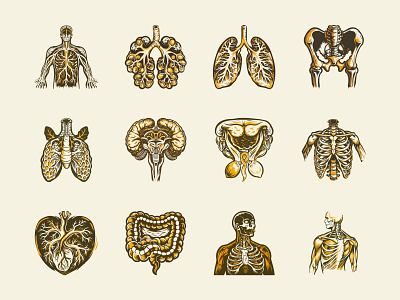 Vintage and Antique Anatomy Illustrations anatomical anatomical heart anatomy antique body bones doctor healthcare hospital human body illustrations lungs medical medical care organs patient science skeleton vector vintage