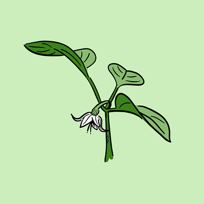 illustration: jalapeño flower bud colorful flower flower bud fun green illustration line drawing plants