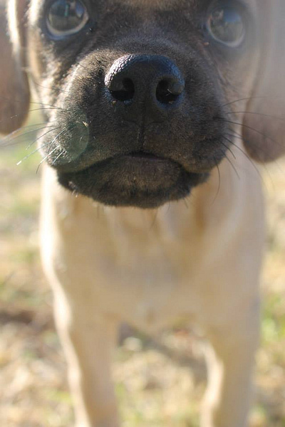 Baby Pupple dog photography puggle