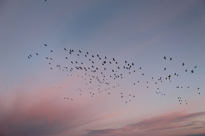 Geese geese photography sunset